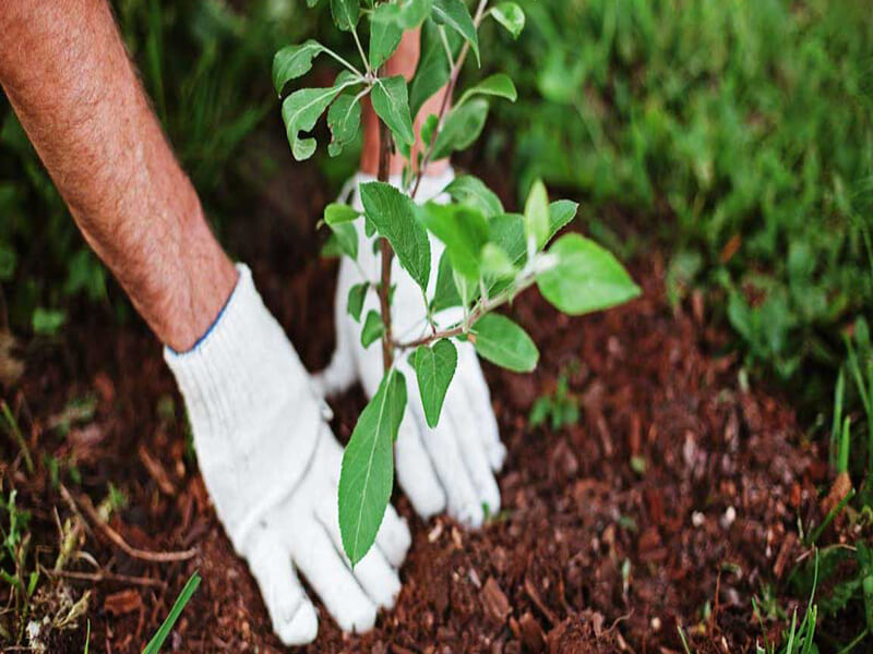 Almost 7,50,000 saplings to be planted in GB Nagar